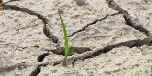 Resiliencia… la capacidad para sobrevivir