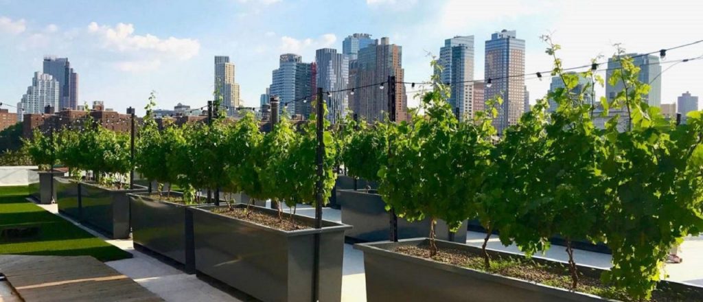 Viñas urbanas, se pueden obtener uvas para vino en terrazas de 45 m2, patios o parcelas verticales | El magazine de vinos, gastronomía y lifestyle para las mentes inquietas