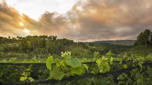 Wine Tour, Bodega Las Cañitas, Córdoba