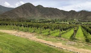 Febrero viene con todo, esta es nuestra selección de vinos de He Bebido, el club de vinos de Lo de Granado