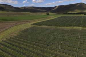 El INV declaró a la localidad bonaerense de Balcarce como nueva Indicación Geográfica