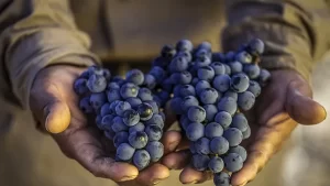 Vinos Naturales