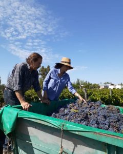 Día internacional de la Garnacha, la quinta uva tinta del mundo