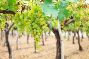 Semana del Torrontés: la más Argentina de las blancas