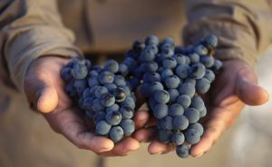 Día Internacional del Merlot, una celebración de etiqueta