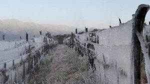 Los daños de una helada tardía «No habrá vendimia el año que viene y se reducirá la producción de vino”