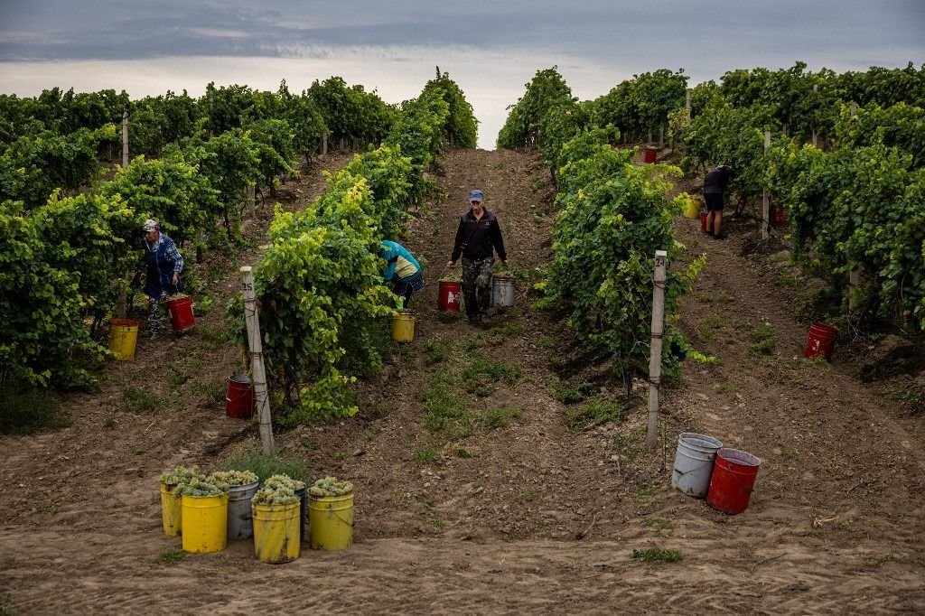 Pau Roca: «El vino es un producto de paz para el mundo» el milagro del vino Ucraniano|El magazine de vinos, gastronomía y lifestyle para las mentes inquietas