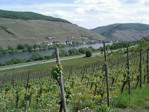 Bodega Caelum por el Mundo, Mosel-Saar-Ruwer Alemania
