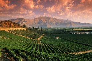 En el ránking mundial que lidera España con 964.000 ha, Argentina está 7°