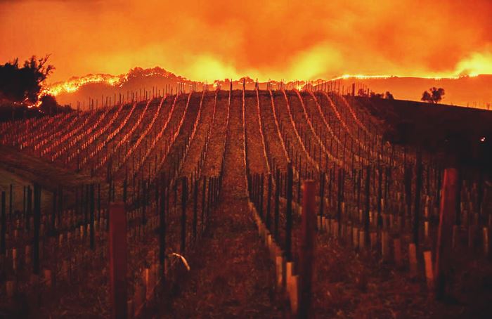 En Chile buscan sacarle el sabor a ahumado que dejaron los incendios | El magazine de vinos, gastronomía y lifestyle para las mentes inquietas