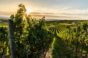 En las etiquetas de las botellas de vinos solemos leer Estate, SingleVineyard o Parcela, que significan estas menciones?