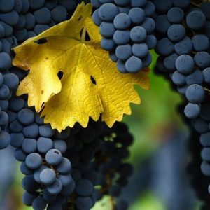 🍷 HOY BRINDAMOS POR EL CABERNET SAUVIGNON