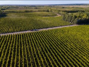 5 datos sobre la Pinot Noir: el orgullo de la Patagonia Argentina