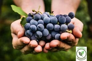 Explorando los Misterios y Maravillas de la Vinicultura Sostenible: Vinos Orgánicos, Naturales y Biodinámicos