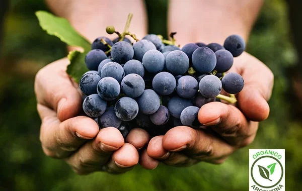 Explorando los Misterios y Maravillas de la Vinicultura Sostenible: Vinos Orgánicos, Naturales y Biodinámicos