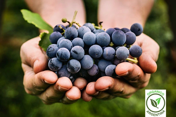 Explorando los Misterios y Maravillas de la Vinicultura Sostenible: Vinos Orgánicos, Naturales y Biodinámicos | El magazine de vinos, gastronomía y lifestyle para las mentes inquietas