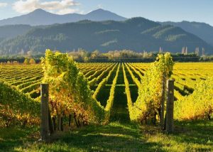 Nueva Zelanda en la Meca del Vino