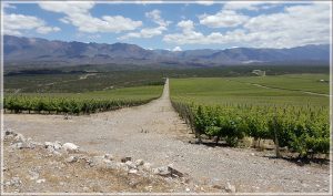 FUEGO BLANCO VILMA GRAN SYRAH, UN EJEMPLAR QUE DEJA TRASLUCIR LO MEJOR DEL EXCLUSIVO VALLE DE PEDERNAL Y ES PERFECTO PARA CELEBRAR A LA CEPA EN SU DÍA
