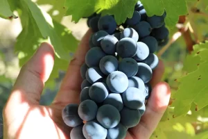 16 de febrero, Día Mundial del Vino Syrah