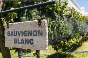 ¡Celebremos el Día Mundial del Sauvignon Blanc!