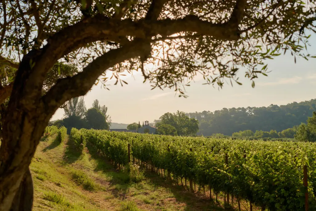 Cómo la Provenza elabora los mejores vinos rosados ​​del mundo | El magazine de vinos, gastronomía y lifestyle para las mentes inquietas