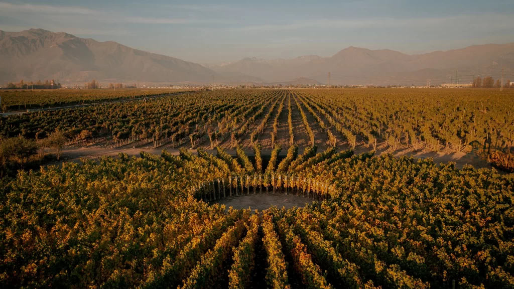 Viñedos solares: Innovación y Tradición en la vitivinicultura Chilena | El magazine de vinos, gastronomía y lifestyle para las mentes inquietas