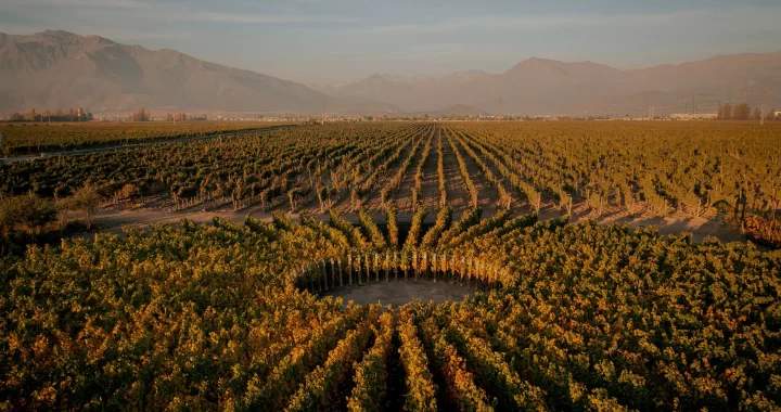 Viñedos solares: Innovación y Tradición en la vitivinicultura Chilena