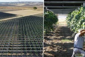 La innovación que mejora la calidad del vino en Puglia