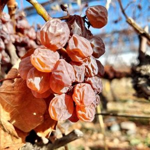 Los vinos tardíos y sus características según el INV