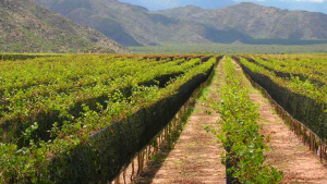 Torrontés: La Joya Blanca de Argentina que Conquista el Mundo
