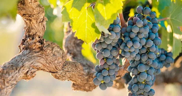 Día del Merlot, el varietal elegante | El magazine de vinos, gastronomía y lifestyle para las mentes inquietas