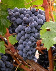 ¡Celebremos el Día del Cabernet Franc!