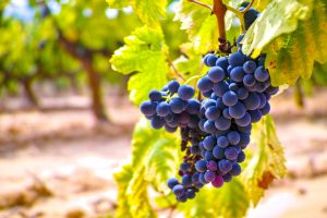 Syrah: una uva con historia, carácter y un gran presente en Argentina