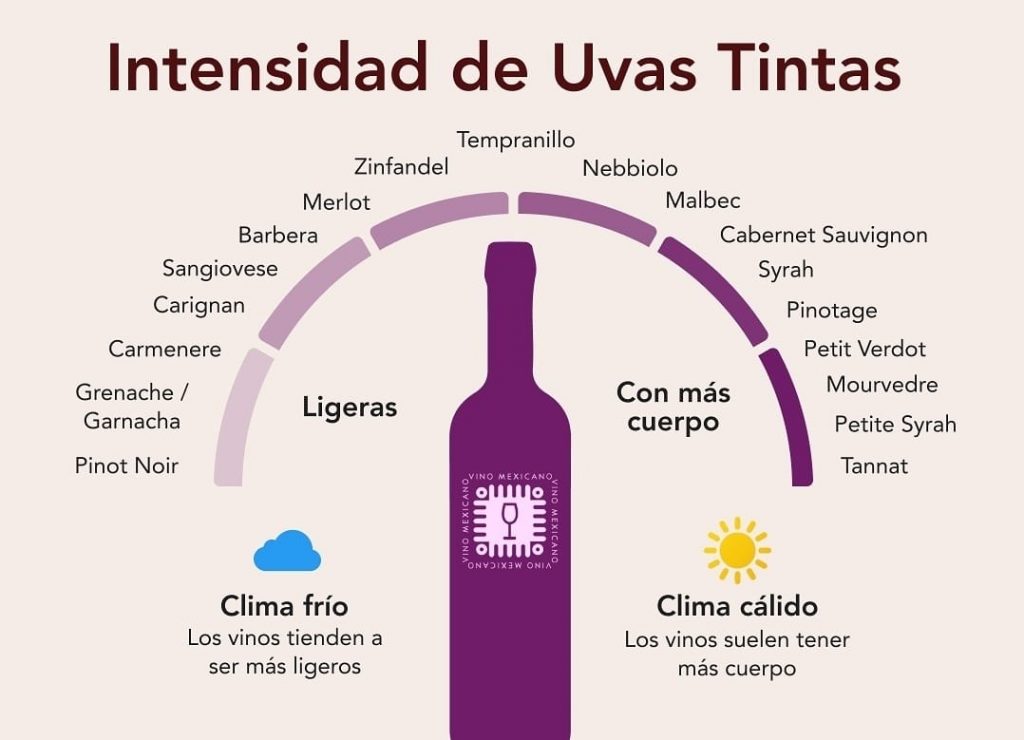 La intensidad de las uvas tintas: una guía esencial para el amante del vino | El magazine de vinos, gastronomía y lifestyle para las mentes inquietas