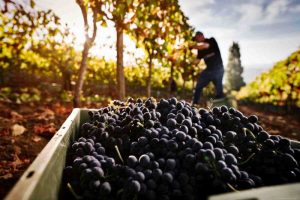 La intensidad de las uvas tintas: una guía esencial para el amante del vino