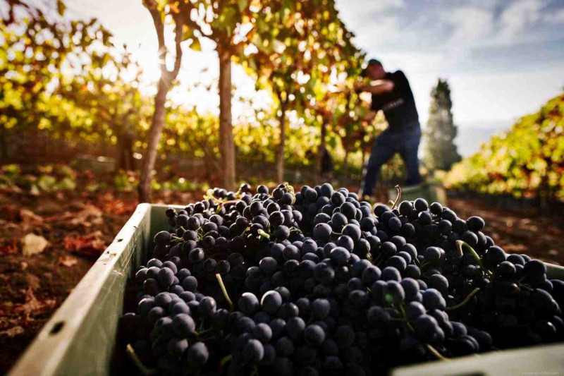 La intensidad de las uvas tintas: una guía esencial para el amante del vino | El magazine de vinos, gastronomía y lifestyle para las mentes inquietas