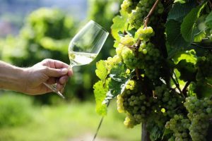 Día Mundial del Riesling: una cepa blanca que conquista el mundo