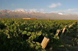 Malbec y sustentabilidad: proyectos que cuidan el planeta