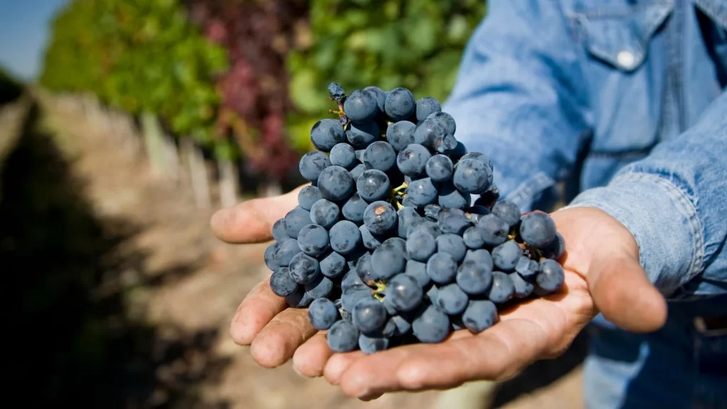 Radiografía del Malbec argentino: terroirs, estilos y tendencias | El magazine de vinos, gastronomía y lifestyle para las mentes inquietas