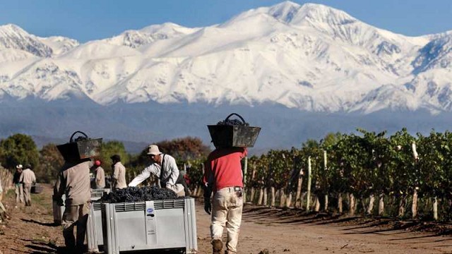 San Juan enfrenta la peor vendimia en 70 años: crisis estructural en la vitivinicultura cuyana