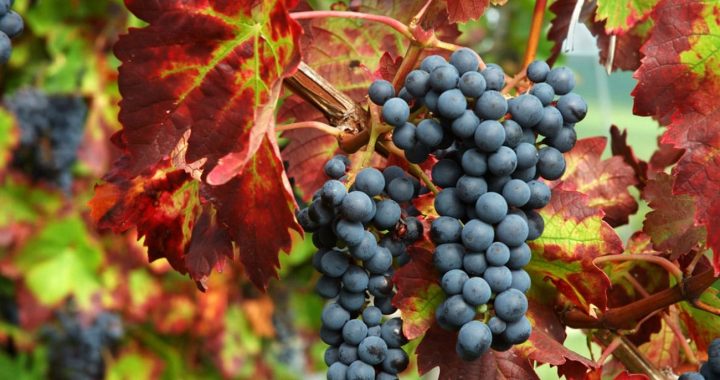 Bonarda: la revancha del underdog