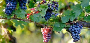 Día Mundial del Pinot Noir