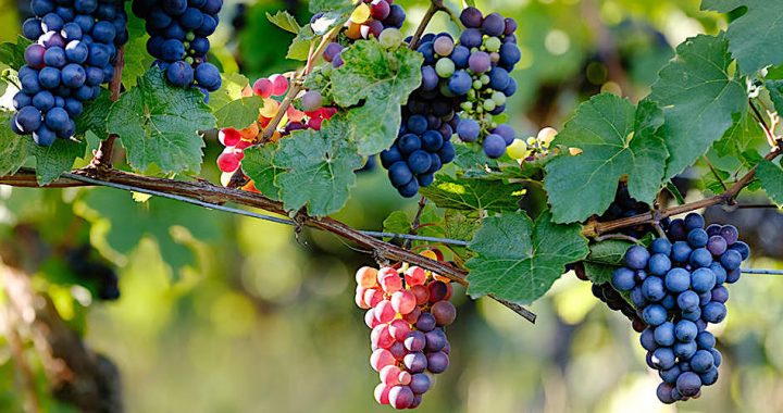 Día Mundial del Pinot Noir