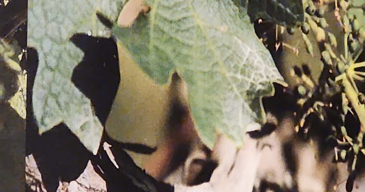 Sistema de confusión sexual afecta a los gusanitos q atacan la uva