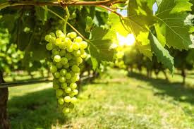 Semana del Torrontés de Altura