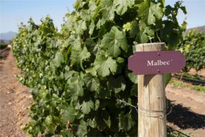 5 secretos que no sabías sobre el Malbec: Del olvido en Francia al trono argentino