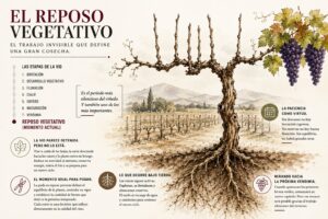 El reposo vegetativo: el trabajo invisible que define una gran cosecha